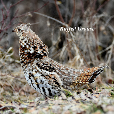 Ruffled Grouse